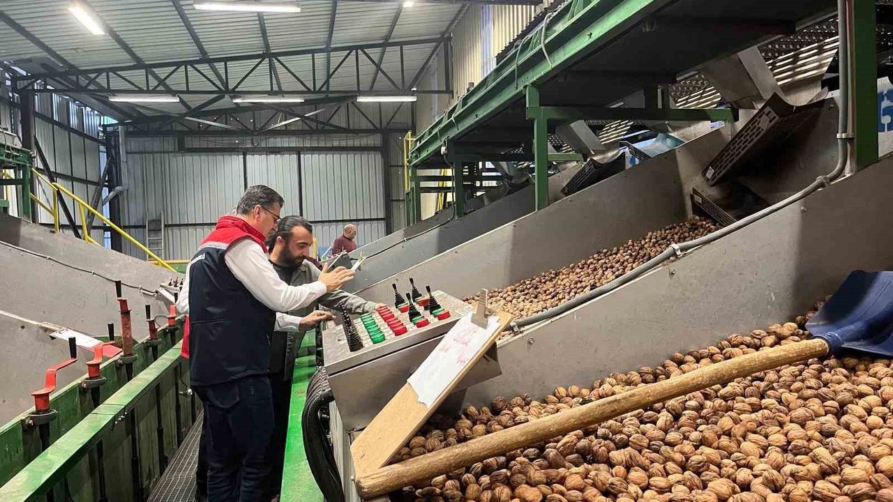 Tekirdağ'da 'Özel Ağaçlandırma' ile ceviz üretimi genişliyor