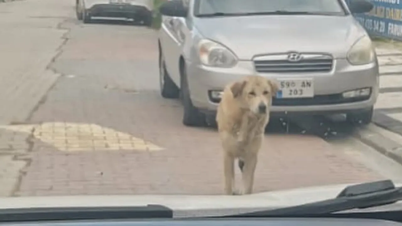 Tekirdağ’da sahipsiz sokak hayvanları için kapsamlı sayım çalışması başlatıldı