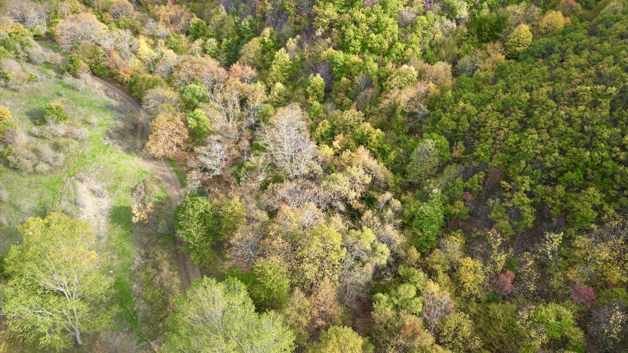 Tekirdağ'da Sonbahar: Ganos Dağı Eteklerindeki Ormanlar Doğa Tutkunlarını Bekliyor