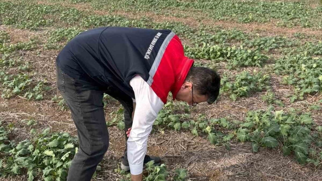 Tekirdağ'da Süleymanpaşa Karacakılavuz'da anıza kanola ekimi yerinde değerlendirildi