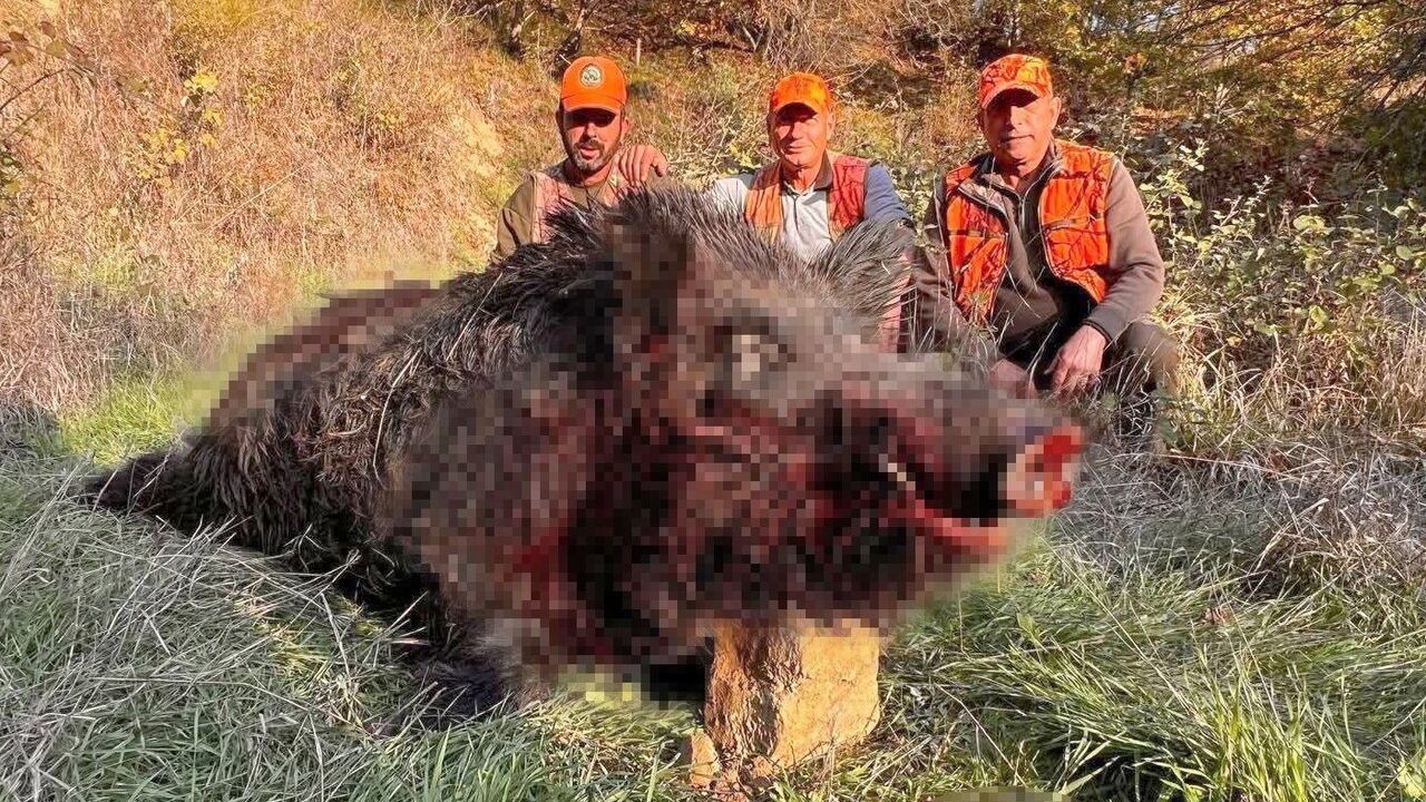 Tekirdağ Hayrabolu'da yaklaşık 300 kilogram ağırlığında yaban domuzu avlandı