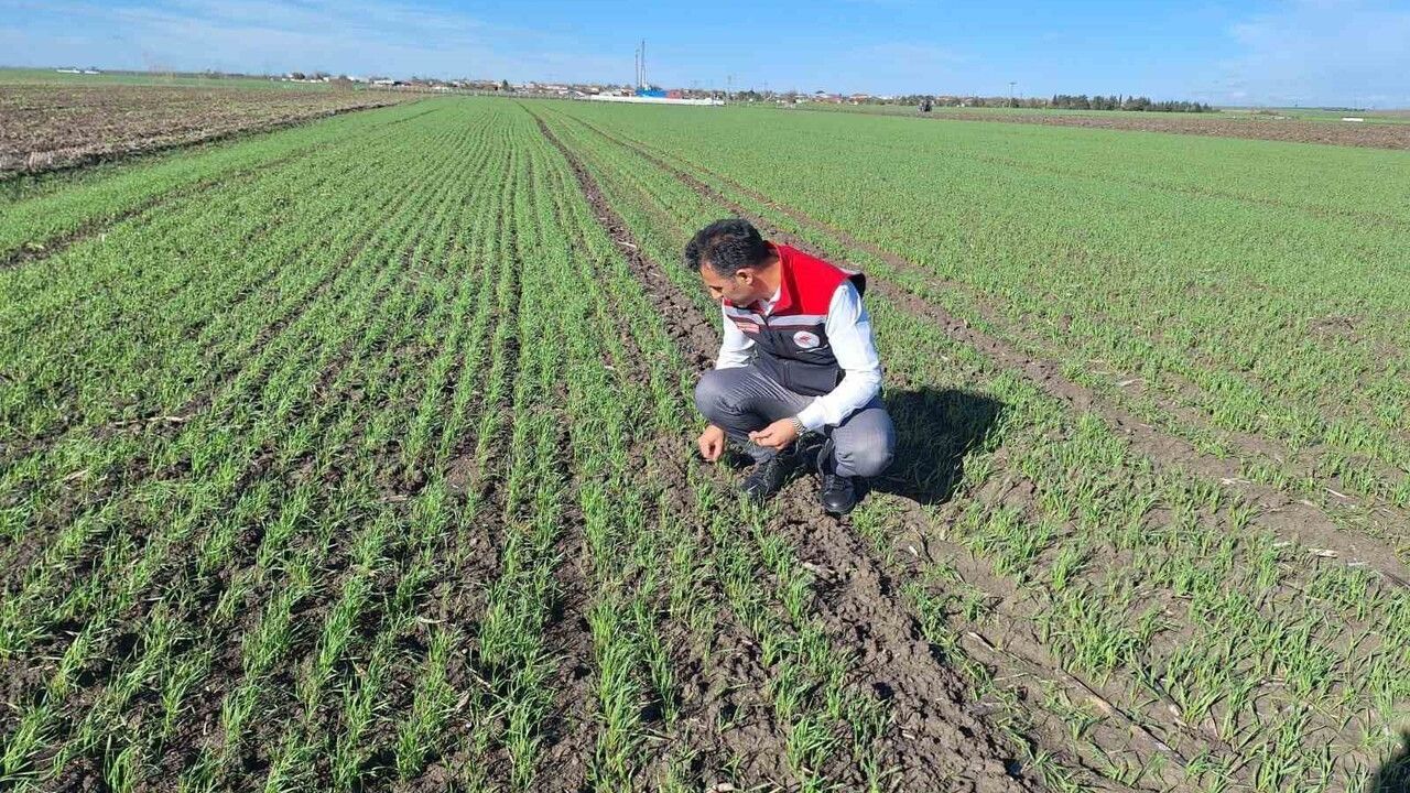 Tekirdağ Muratlı'da hububat tarlalarında ekin kambur böceği tespiti, çiftçilere uyarı