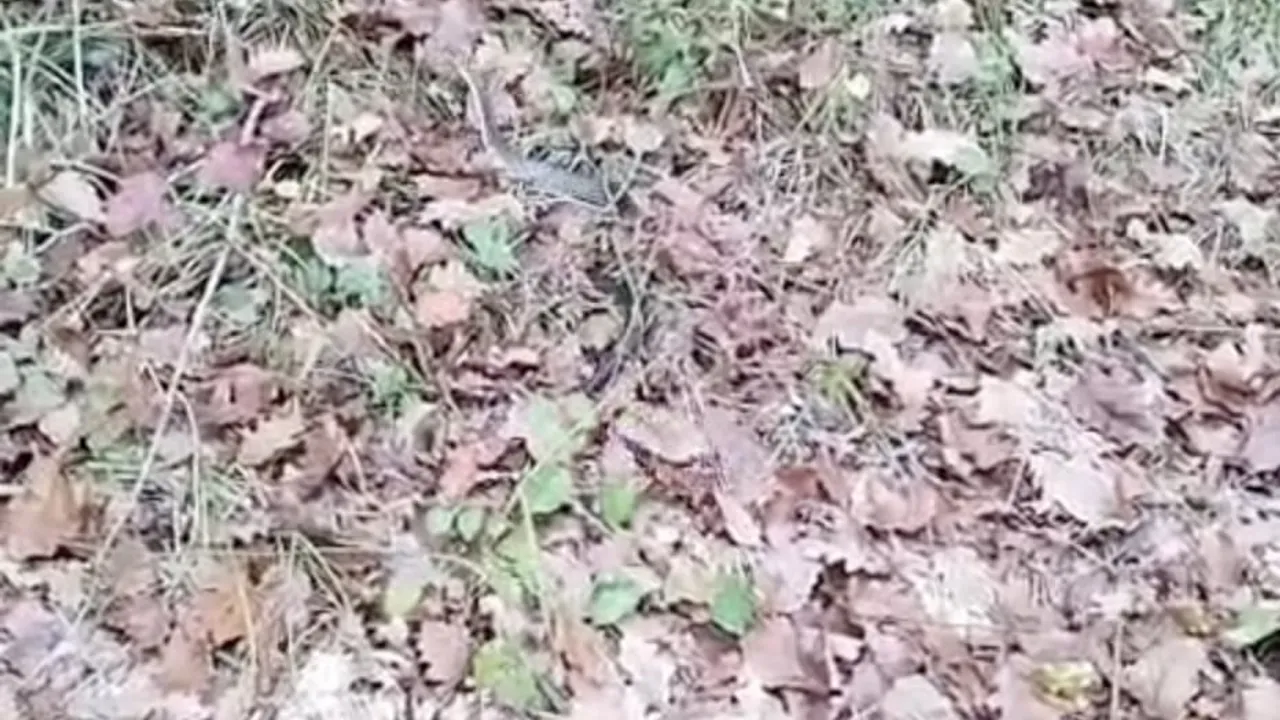 Tekirdağ Saray'da mantar toplarken Bozyörük yılanına bastı