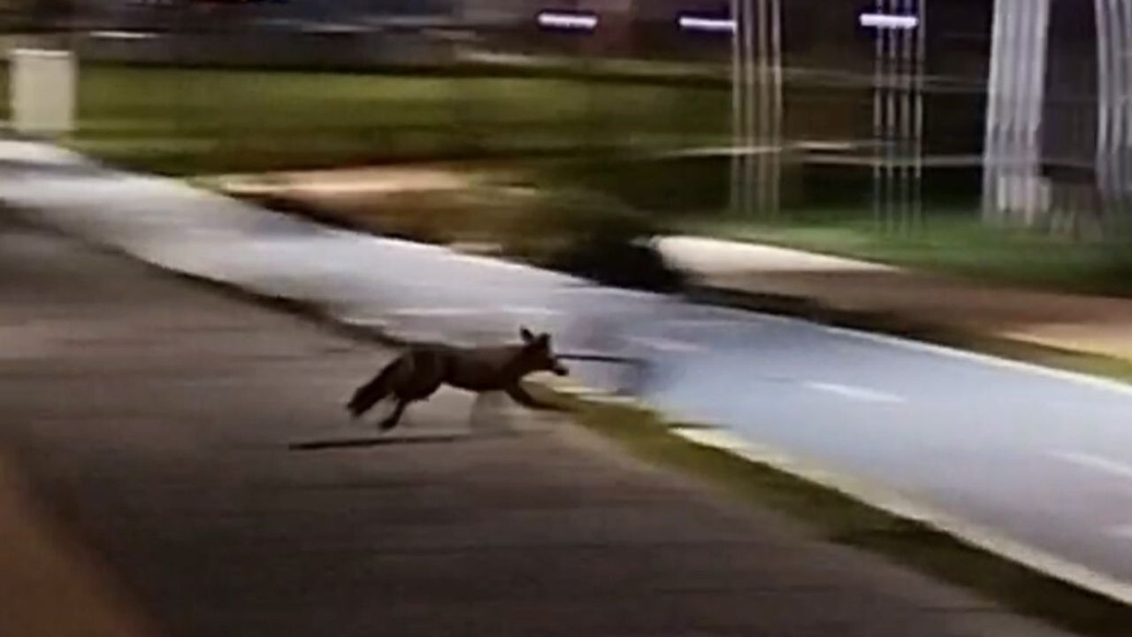 Tekirdağ Süleymanpaşa'da sahilde tilki görüntülendi