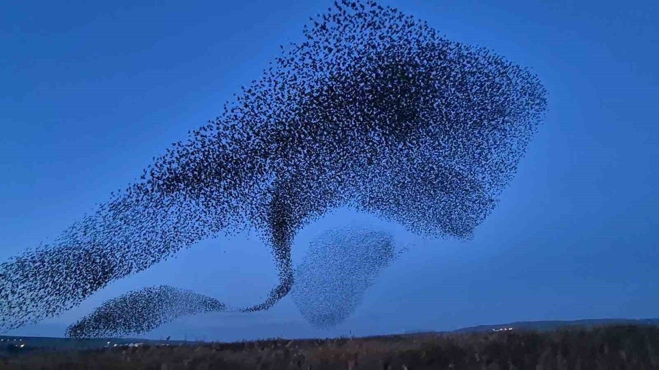 Tekirdağ Süleymanpaşa’da Yüz Binlerce Sığırcığın Senkronize Uçuşu Gökyüzünde Etkileyici Görüntüler Oluşturdu