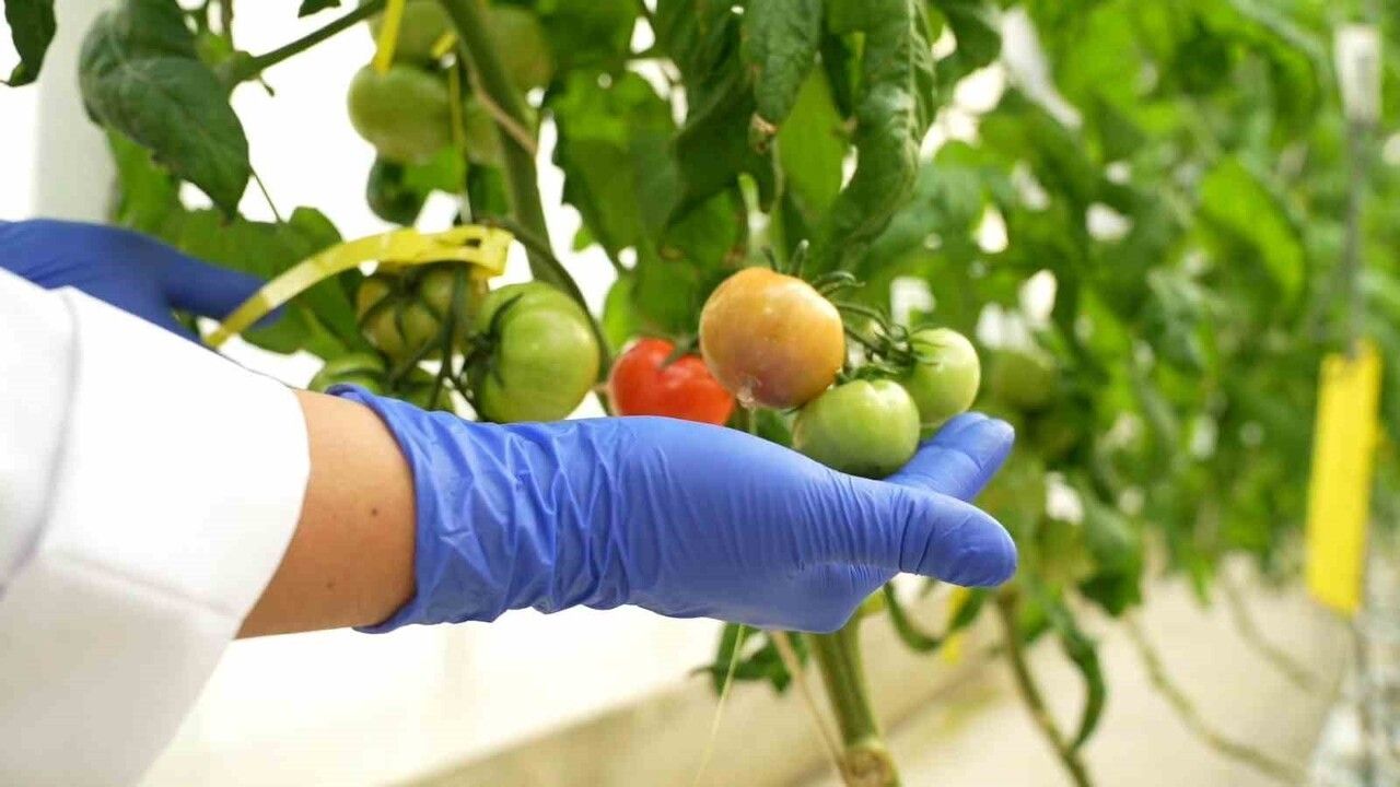 TENMAK ve NÜKEN: Türkiye’de Gıda Güvenliğine Yönelik Yeni Çeşitler ve Teknolojiler