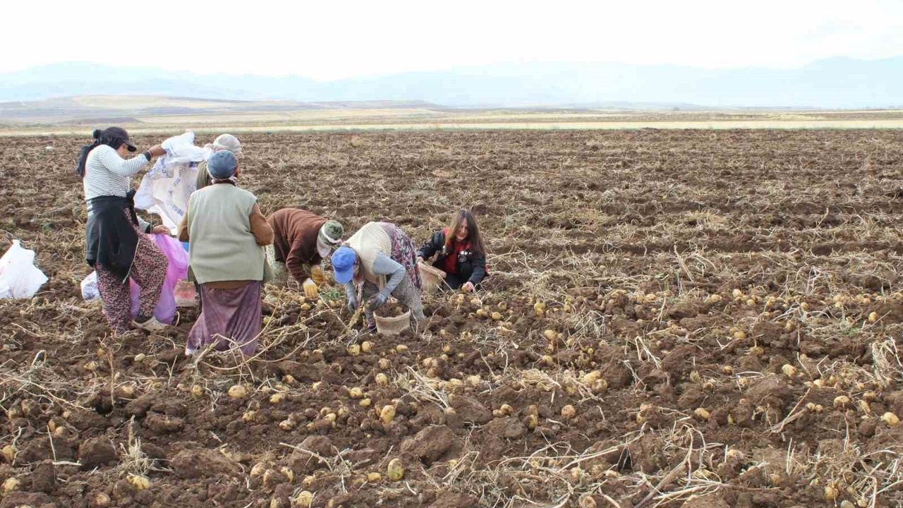 Tercan Ovası'nda kışlık patates hasadı: Lezzet ve kaliteyle iç pazarda talep görüyor