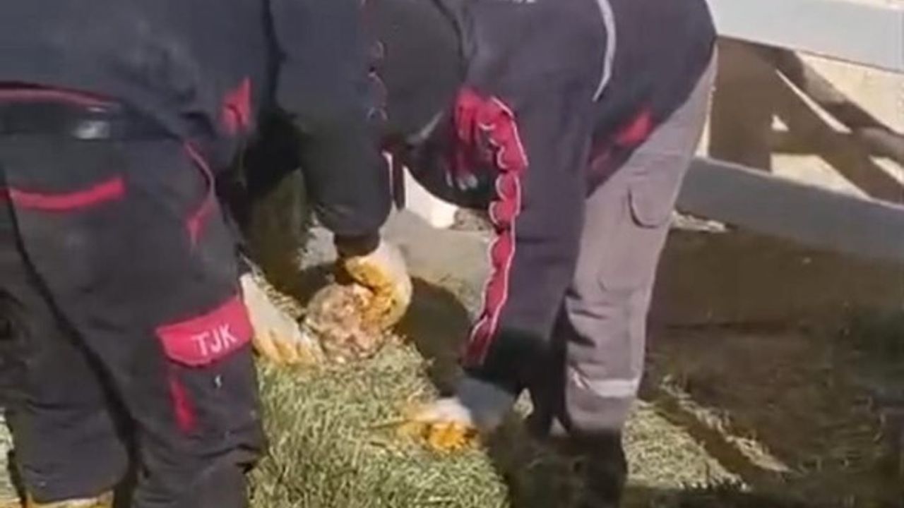 TJK Şanlıurfa Hara ve Aşım İstasyonu'nda yonca balyalarına taş konulduğu iddiası