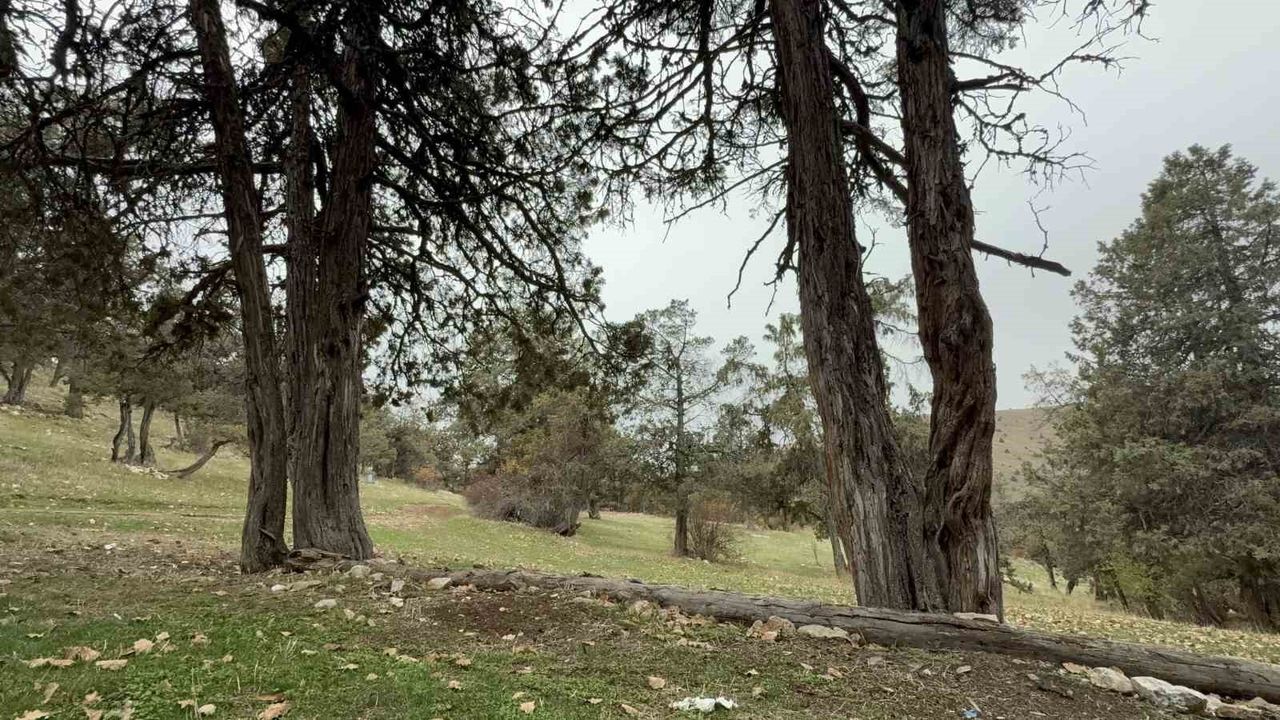 Tokat Günçalı'daki ardıç ormanı: Danişmendliler dönemine dayanan inanç nedeniyle ağaçlar kesilmiyor