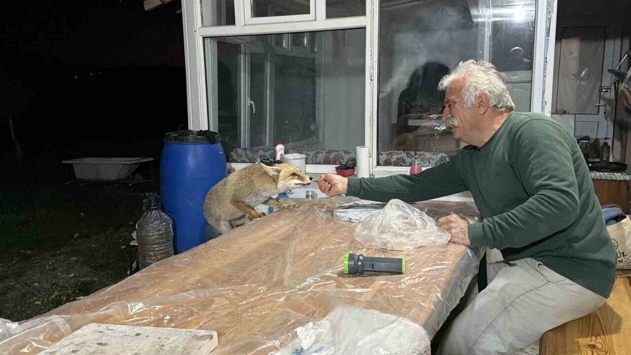 Tokat Zile'de üç tilki her akşam bağ evine gelerek besleniyor