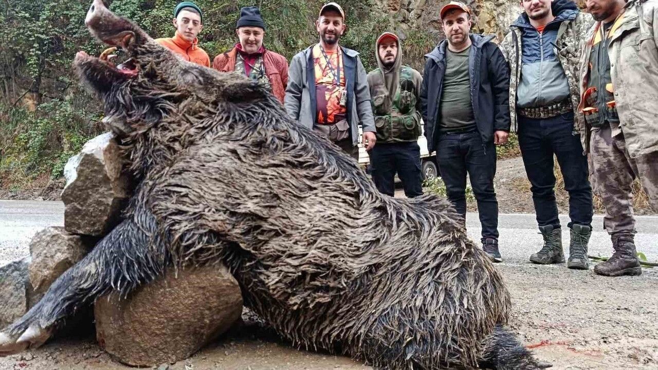 Trabzon Araklı’da Sürek Avı: Yeşilyurt Vadisi’nde 7 Yaban Domuzu Avlandı, Biri Yaklaşık 300 kg