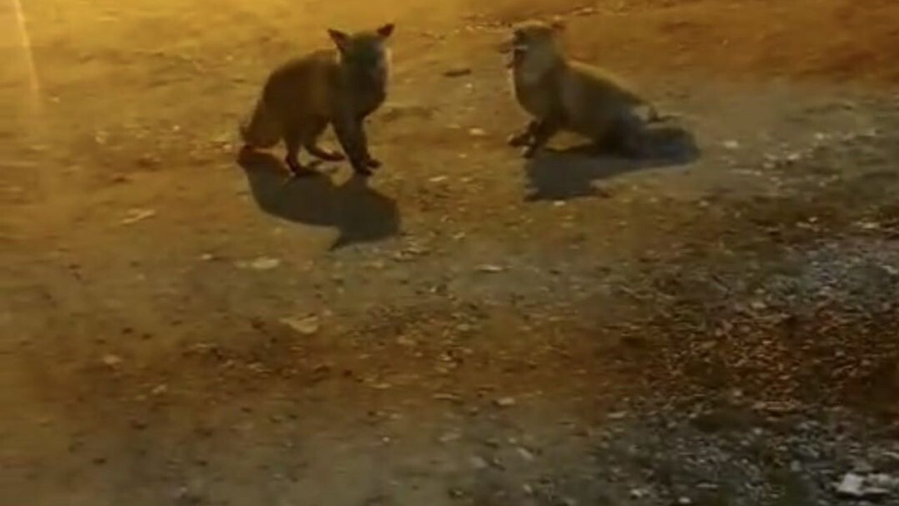 Trabzon’da kasap Rafet Hancı, Taşlı Yaylası’ndaki 5 tilkiyi bırakmıyor