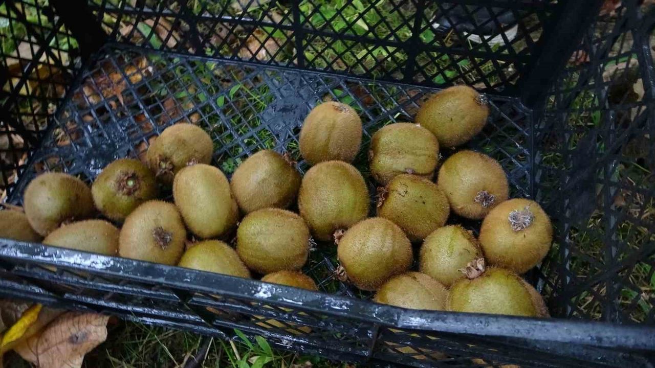 Trabzon'da kivi hasadı başladı: İran kivi ithalatı fiyatlara baskı yapıyor