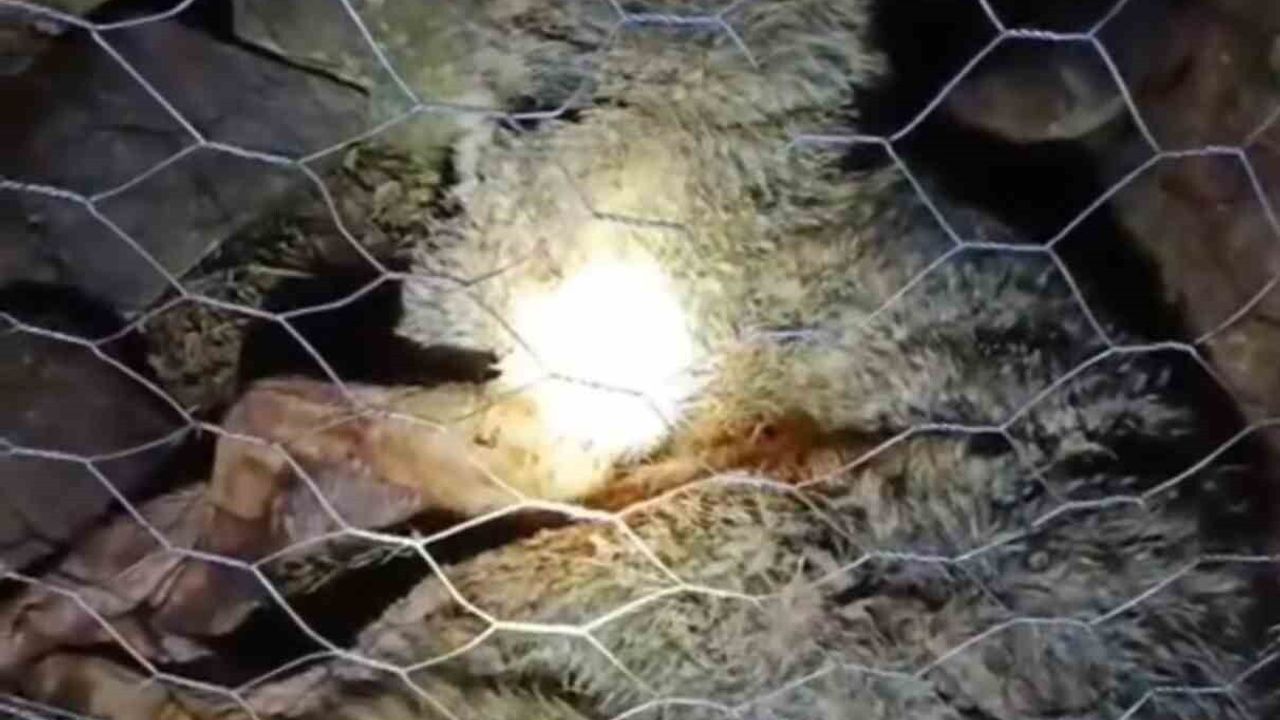 Trabzon Sürmene'de kurt saldırısı: Çoban köpekleri sürüyü telef olmaktan kurtardı