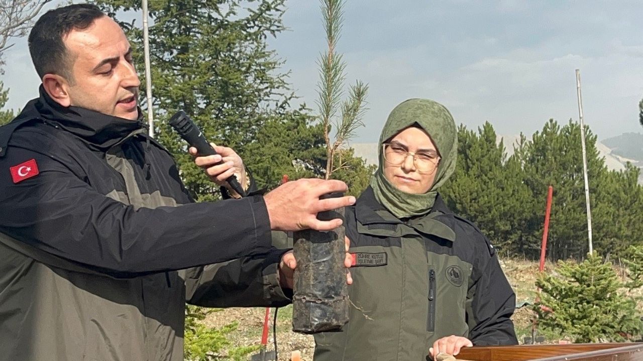 Tunçbilek'te 2 bin karaçam fidanı toprakla buluştu