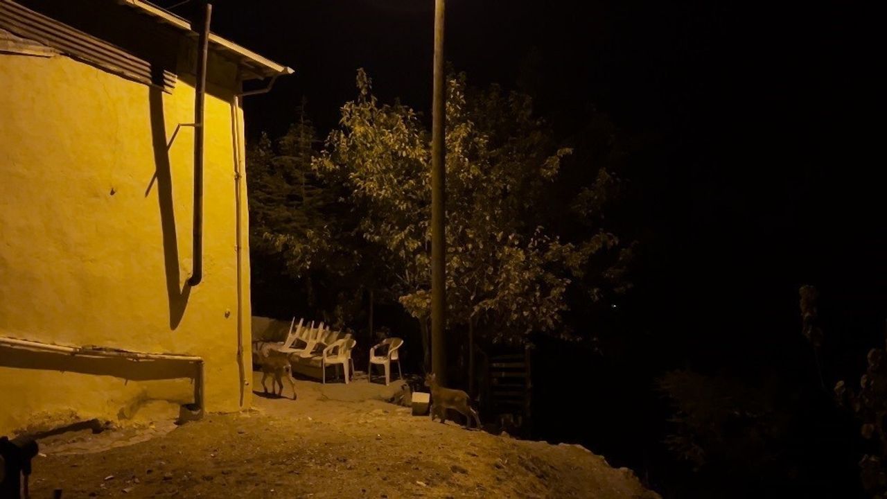 Tunceli Çemişgezek'te Nesli Tehlikedeki Dağ Keçileri Evlerin Arasına İndi