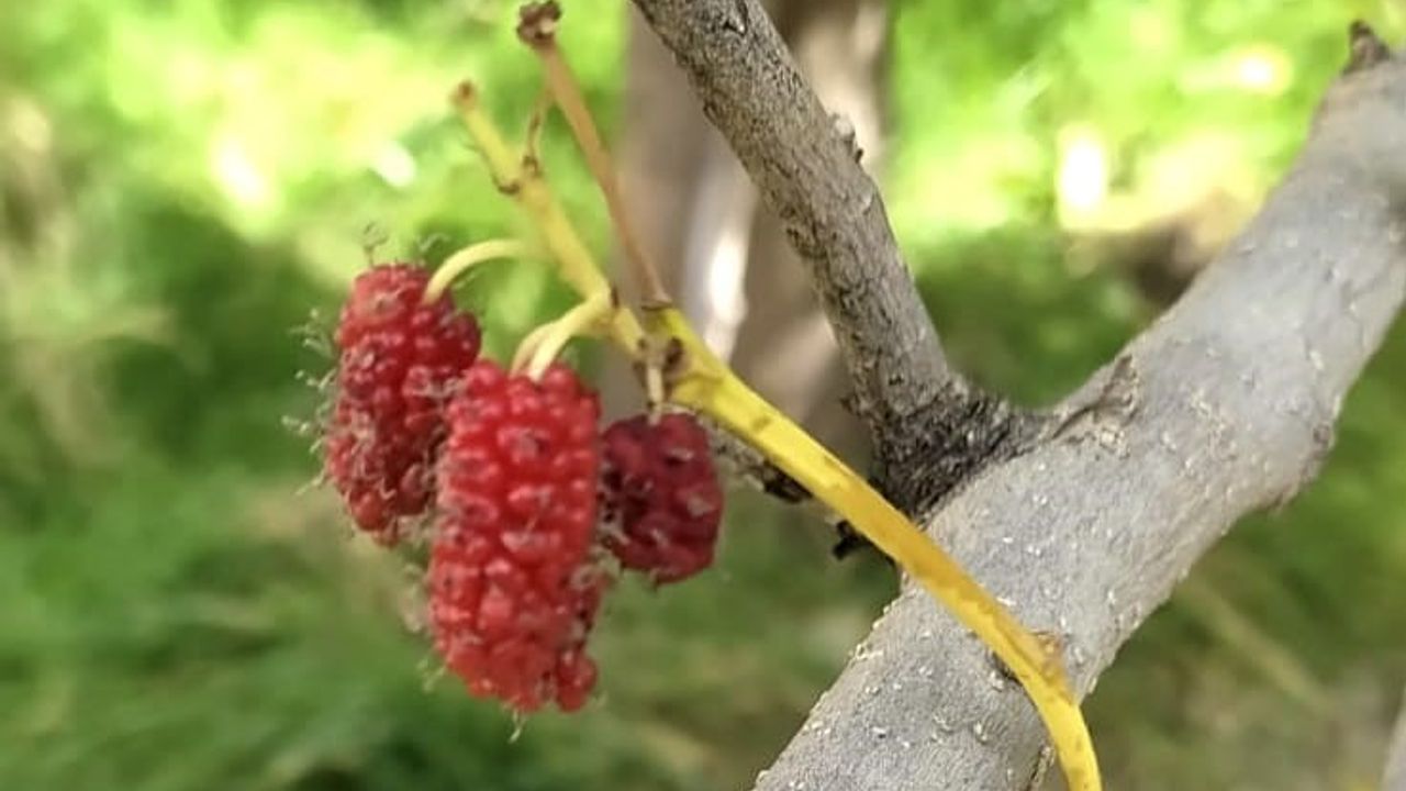Tunceli’de kırmızı dut ağacı sonbaharda ikinci kez meyve verdi