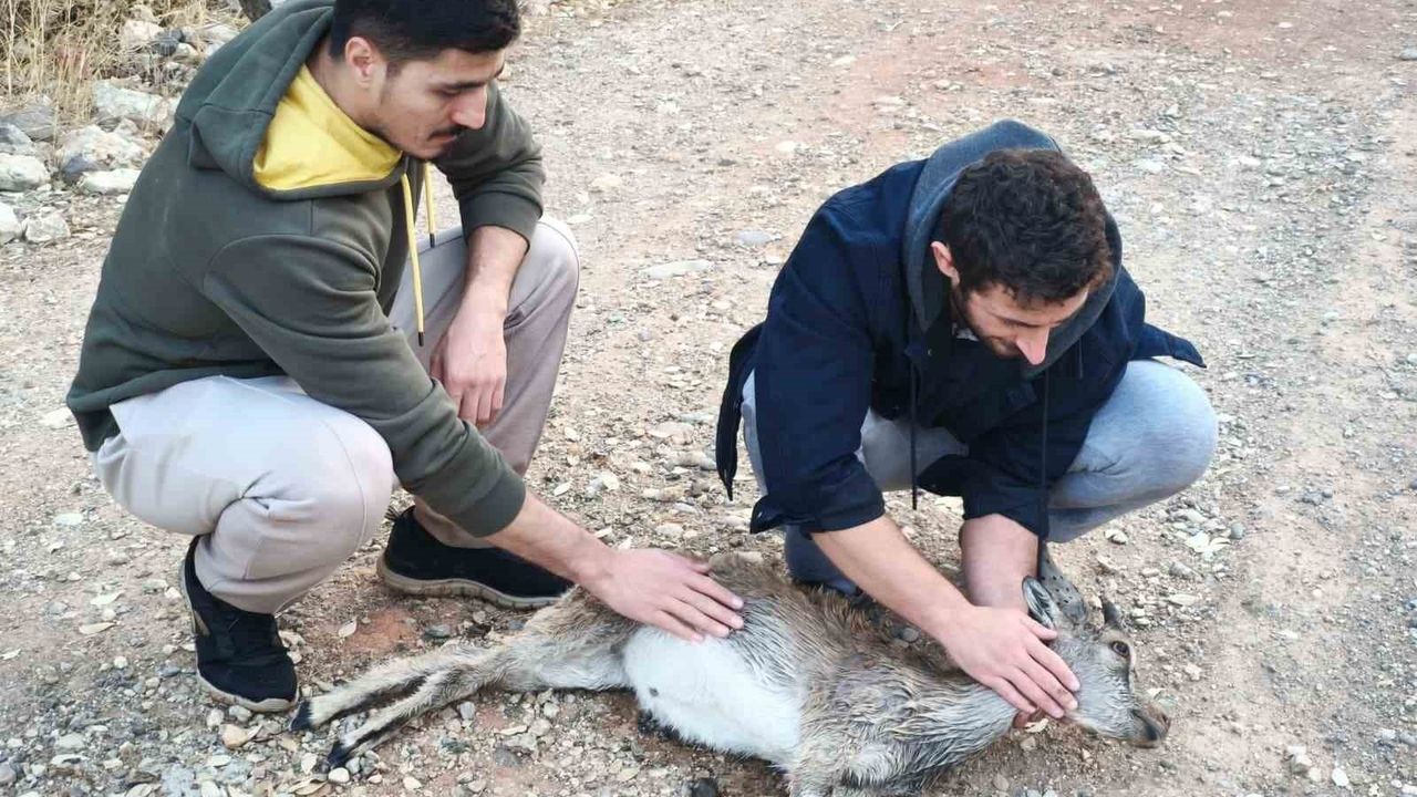 Tunceli'de sokak köpeklerinin saldırdığı yavru dağ keçisi, kuzenlerin taşımasına rağmen yaşamını yitirdi