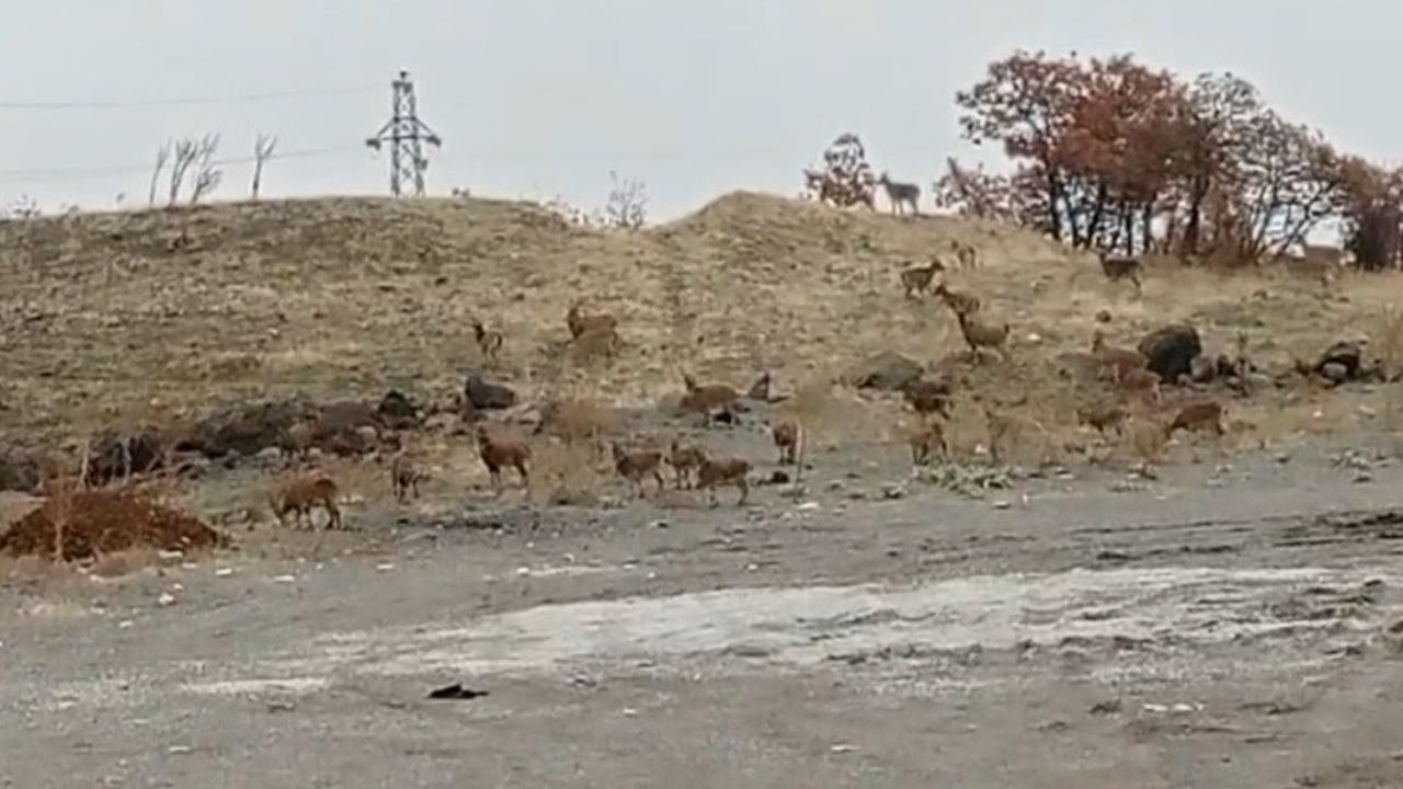 Tunceli Türüşmek kırsalında yaklaşık 50 dağ keçisi yol kenarında görüntülendi