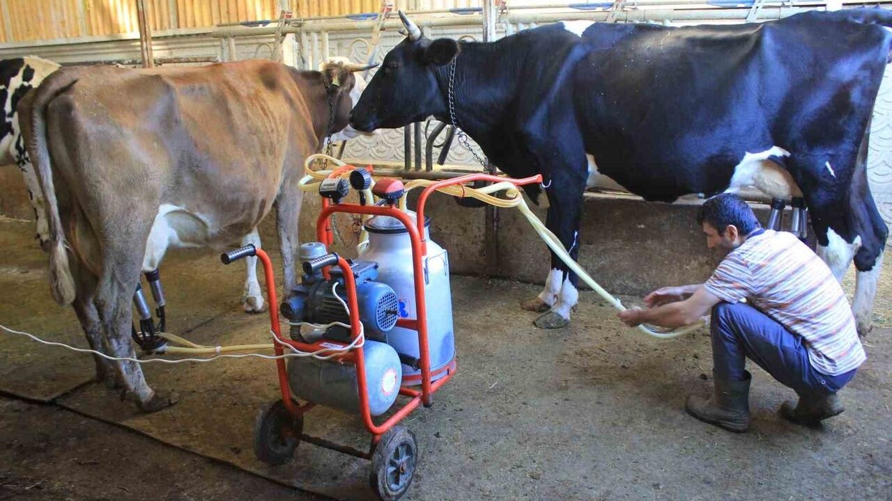 TÜSEDAD Başkanı Müslüm Doğru: Şap nedeniyle beside yüzde 30, süt sığırlarında yüzde 15-20 kayıp ve et fiyatlarında artış bekleniyor