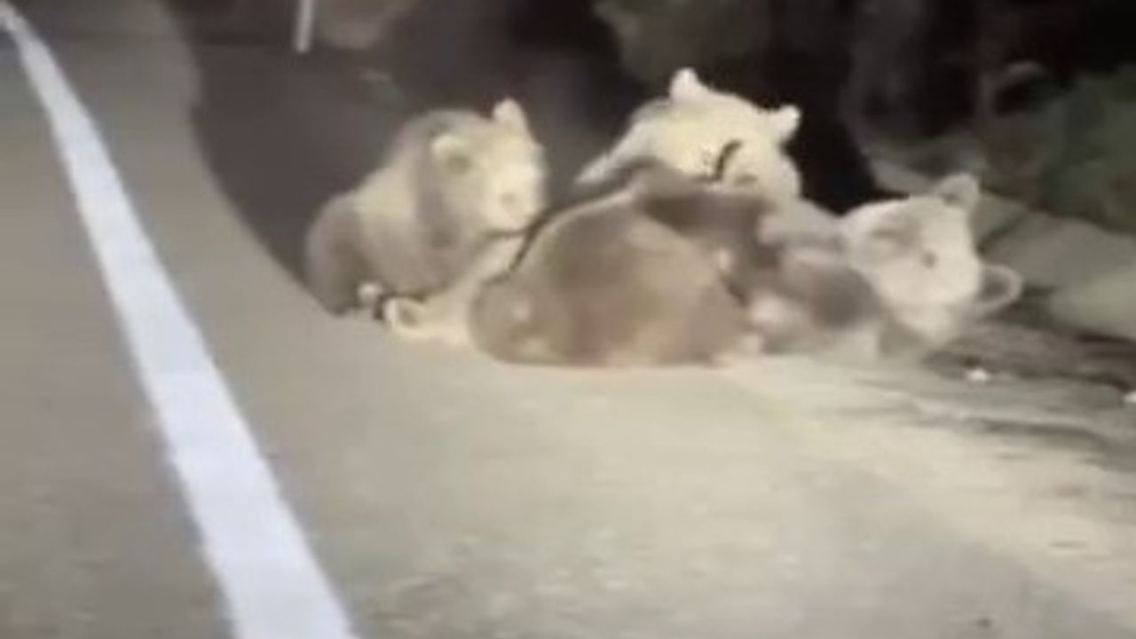 Uludağ'da Anne Ayının 3 Yavrusu ile Emzirme Anı Yolcuların Kamerasına Yansıdı