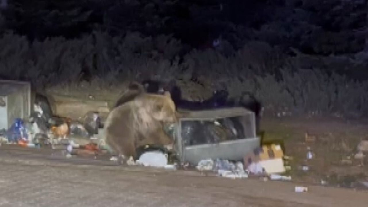 Uludağ'da sucuk verirken ayının araca yönelmesi tehlike yarattı