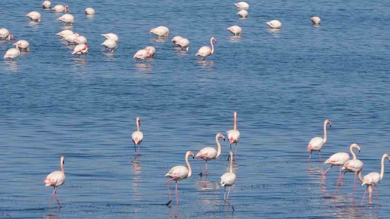 Urmiye Gölü’nün Kuruması Van Gölü Havzasında Flamingo Yoğunluğunu Artırdı