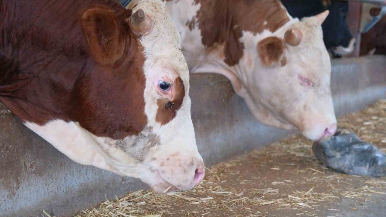 USDA: Türkiye'de Yıllık 400-500 Bin Buzağı Kaybı ve Sığır Envanterinde Düşüş Bekleniyor