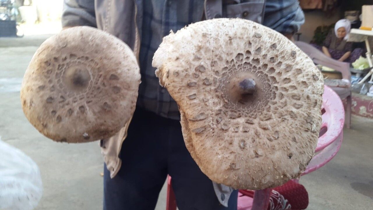 Uzmandan uyarı: Doğadaki mantarlar saatler içinde karaciğer ve böbrek yetmezliğine yol açabilir