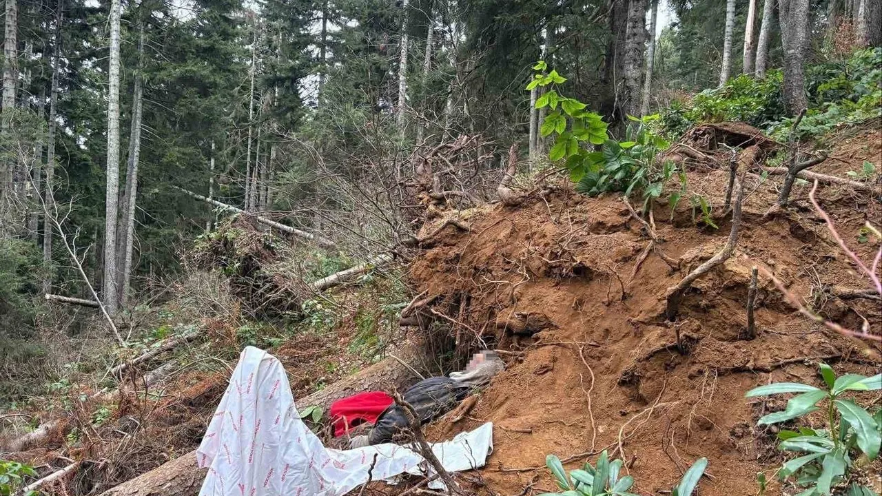 Vakfıkebir'de ağaç devrilmesi: Kesim yapan kişi hayatını kaybetti