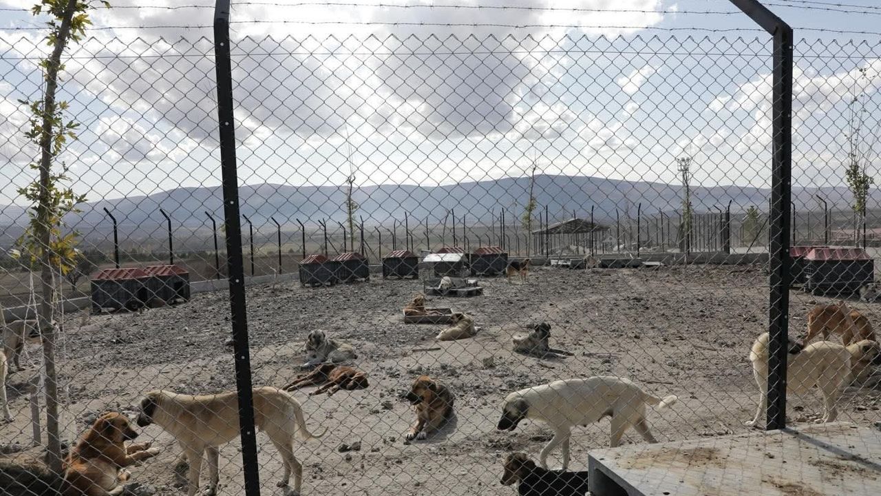 Vali Işın ve Bakan Danışmanı Karaca, Kütahya Hayvan Barınaklarını İnceledi