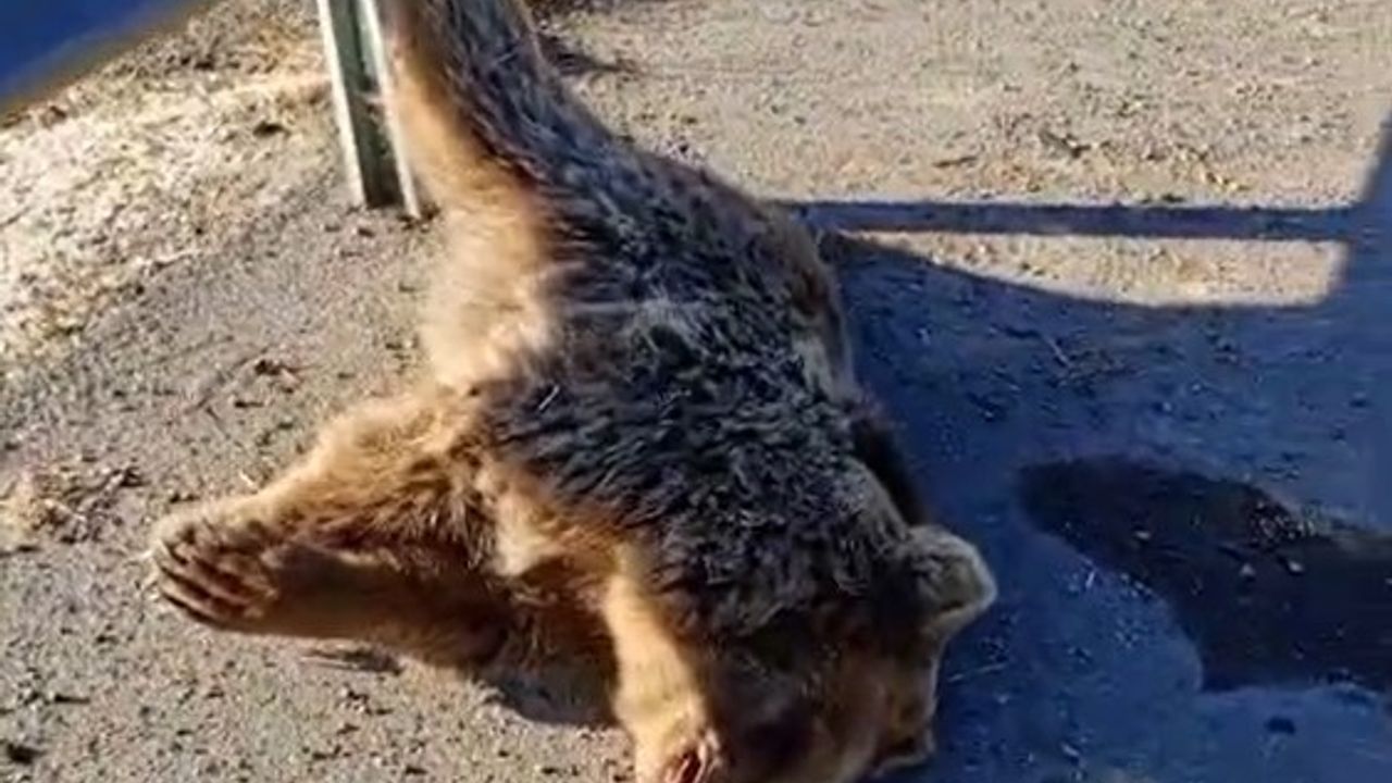 Van'da Erciş-Muradiye kara yolunda araç çarpan ayı telef oldu