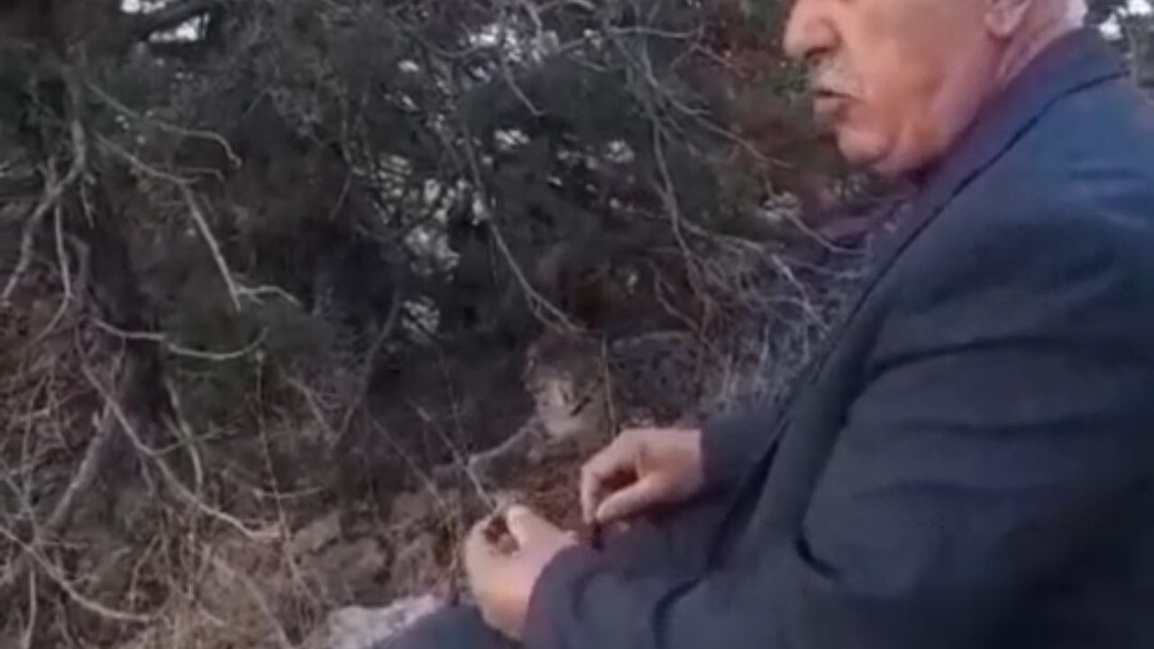Van Gevaş'ta nesli tehlike altında vaşak cep telefonuyla görüntülendi