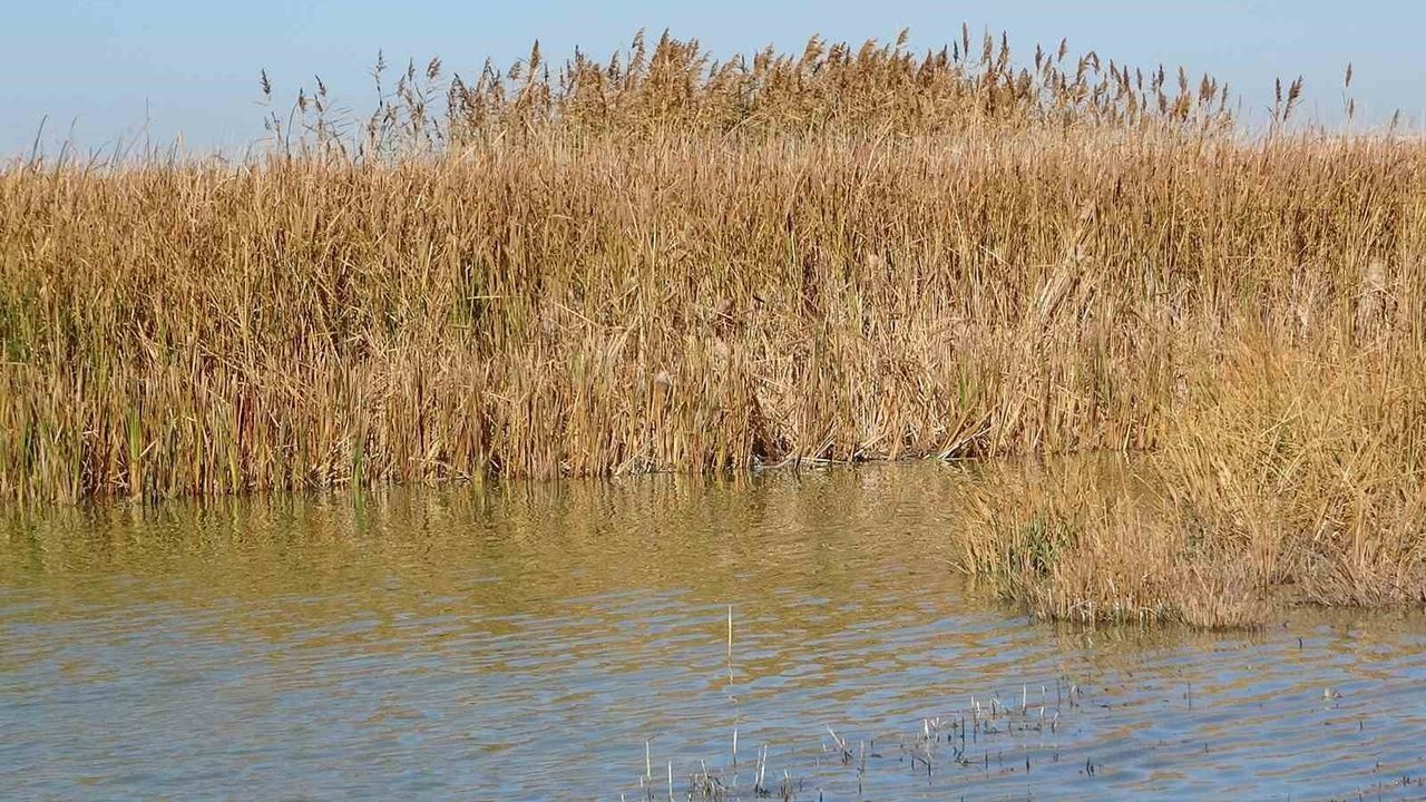 Van Gölü Havzası, Türkiye'nin en fazla sulak alanına ev sahipliği yapıyor