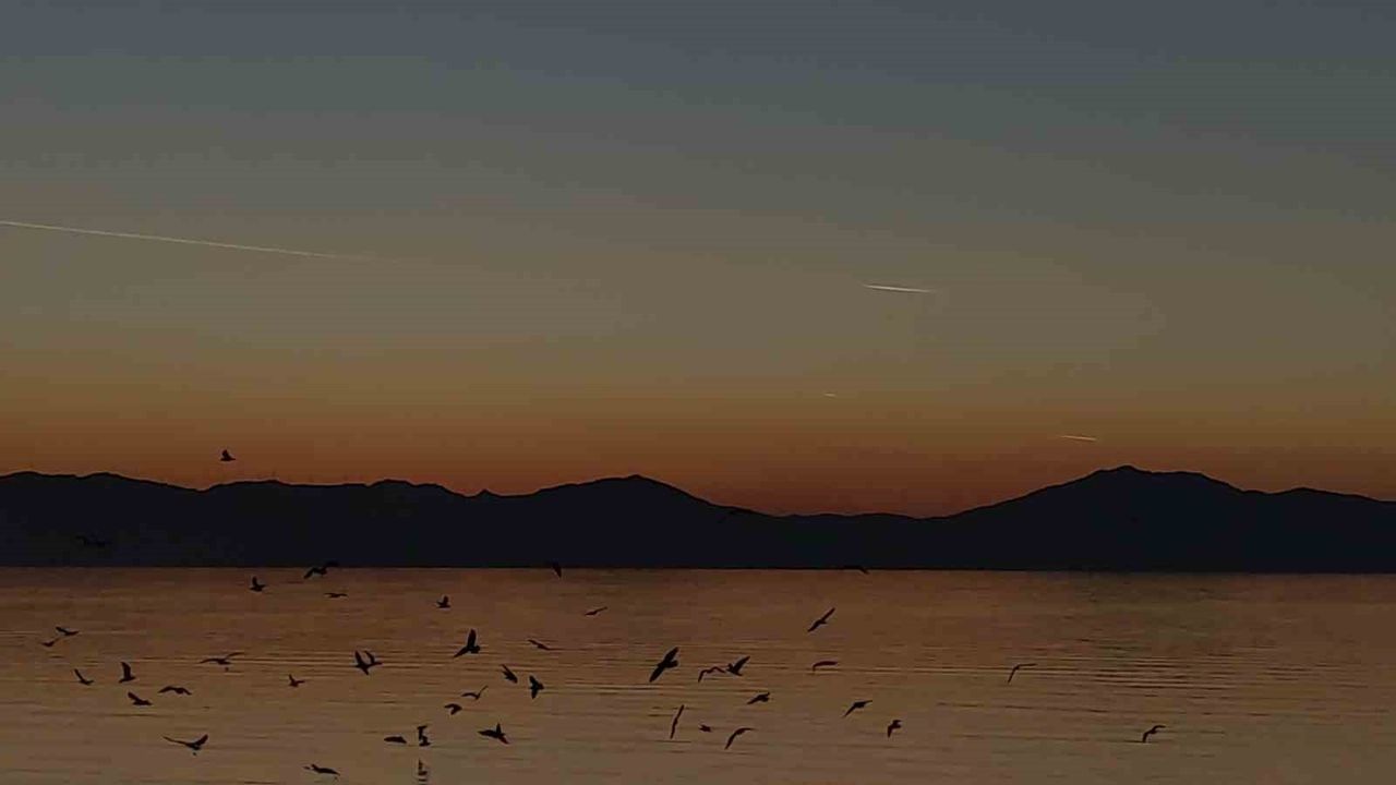 Van Gölü'nde sığırcık sürüsünün senkron uçuşu görsel şölen oluşturdu