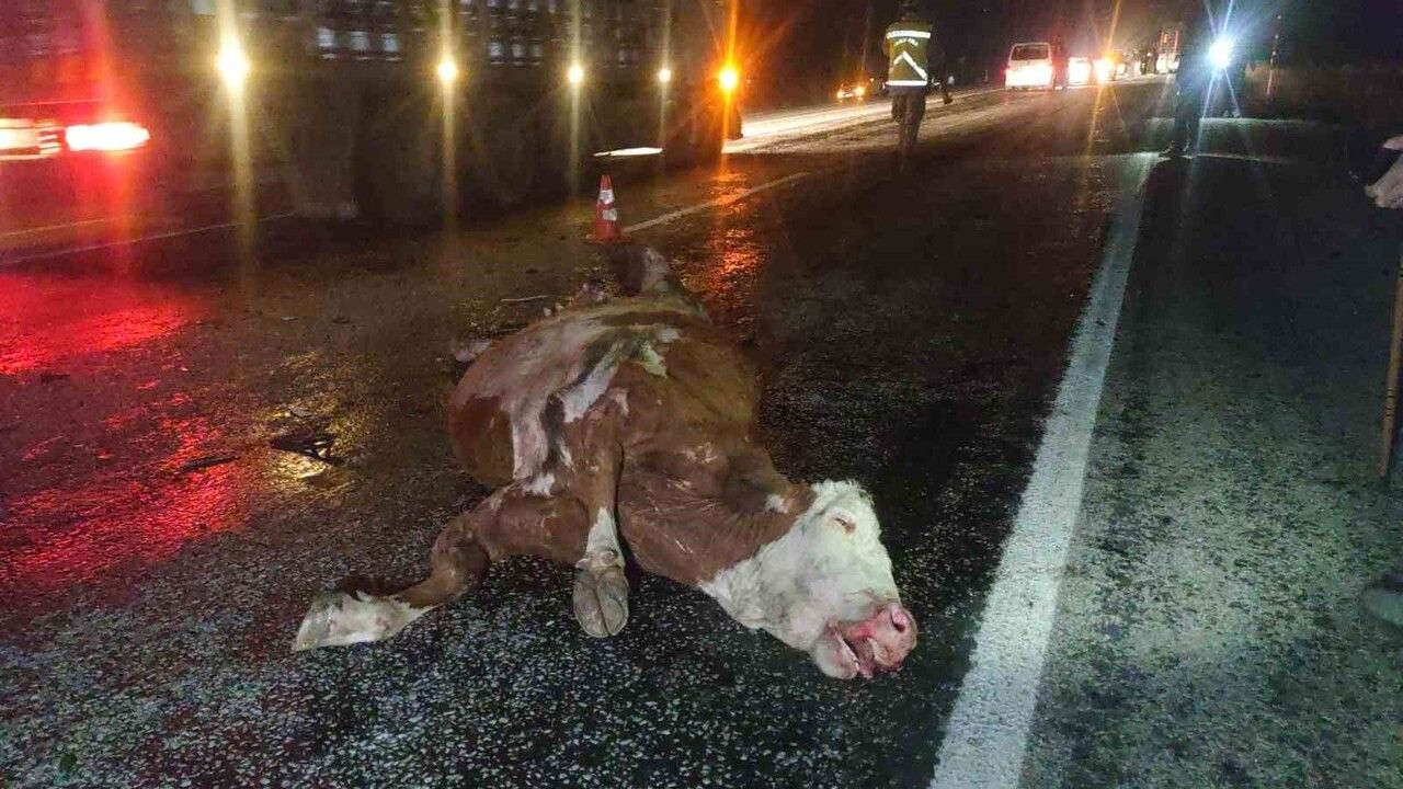 Van'ın Gevaş ilçesinde minibüs ve otomobil ineğe çarptı: 2 yaralı