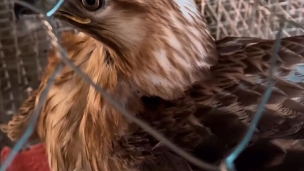 Van Tuşba'da izinsiz beslenen kızıl şahin koruma altına alındı