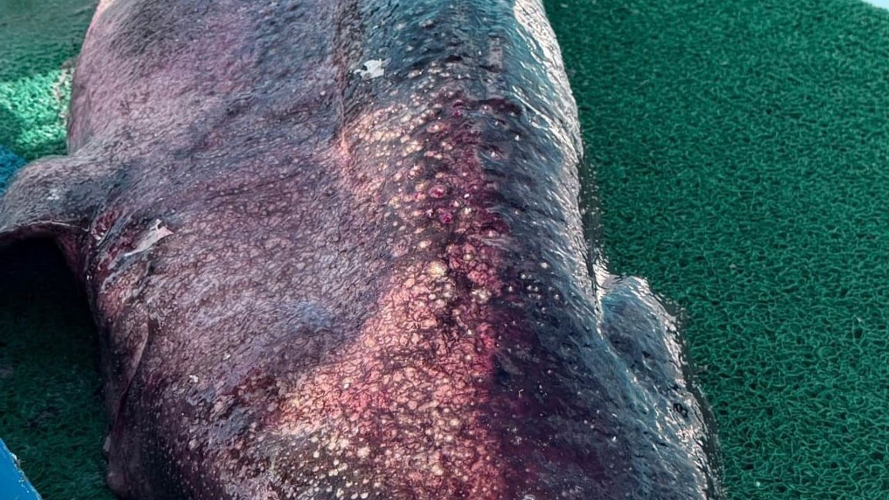 Yalova açıklarında 4 metre uzunluğunda pamuk cinsi köpek balığı balıkçı ağında yakalandı