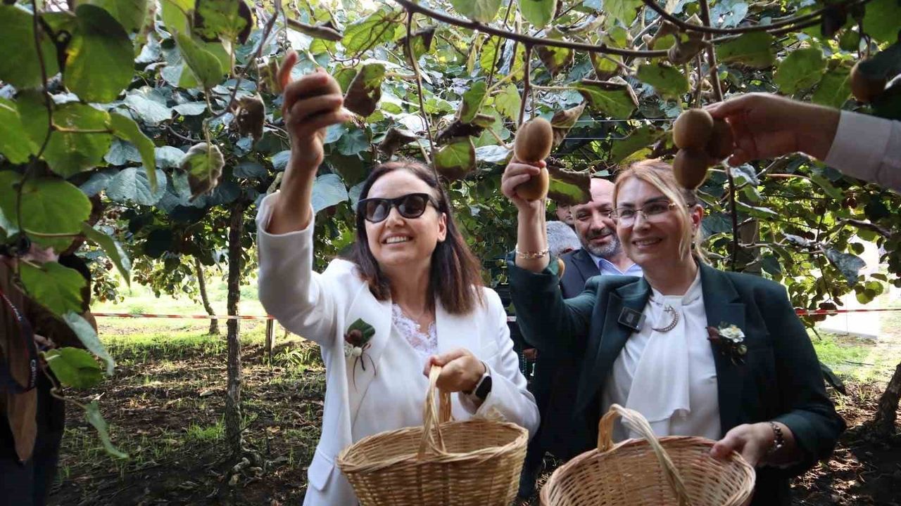 Yalova'da coğrafi işaretli kivi hasadı törenle başladı