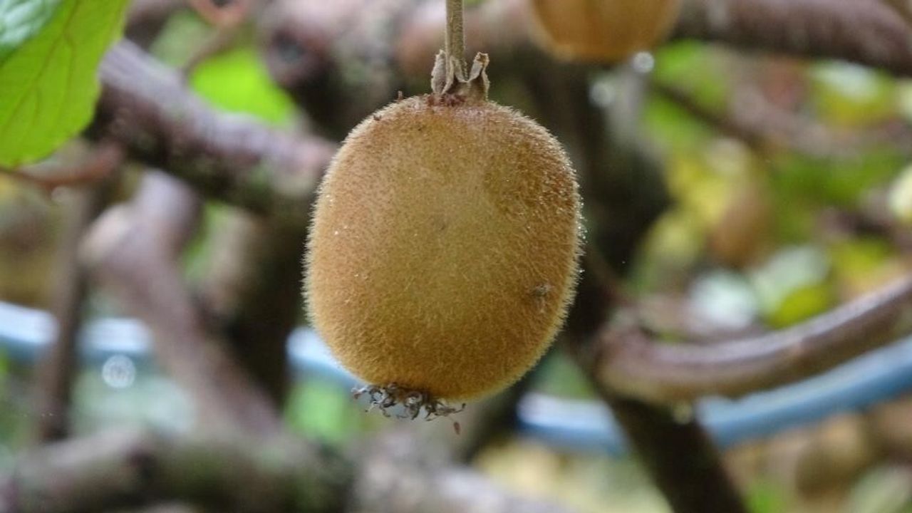 Yalova'da kivi üretimindeki daralma: Üreticiler İran kivi ithalatı ve zirai donu işaret ediyor