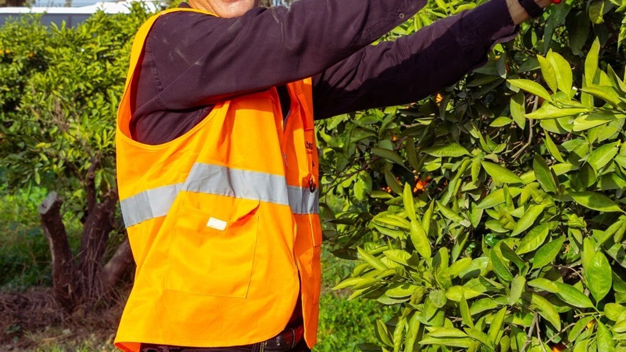 Yaşar Üniversitesi, LÖSEV İçin Seferihisar’da Mandalina Hasadı ve Fidan Dikimi Düzenledi