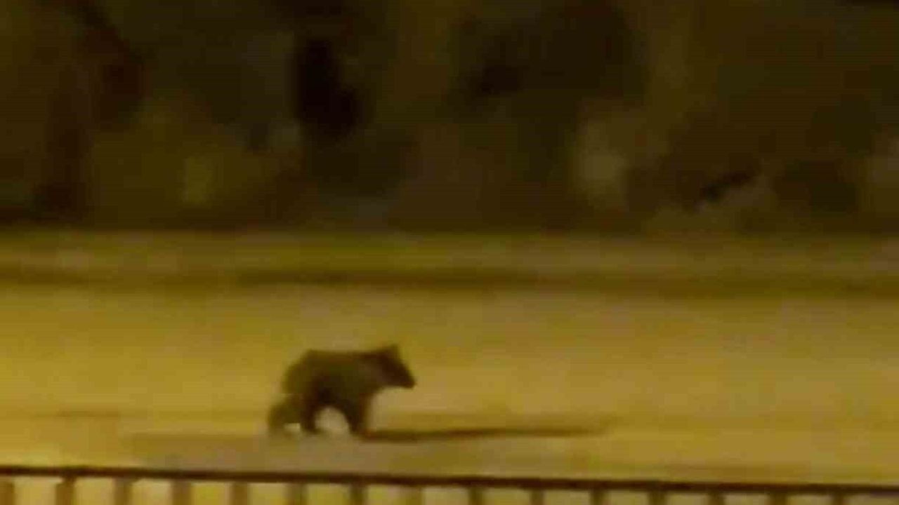 Yenice'de Yavru Ayı İlçe Merkezine İndi: Doğa Koruma Ekiplerine Bildirildi