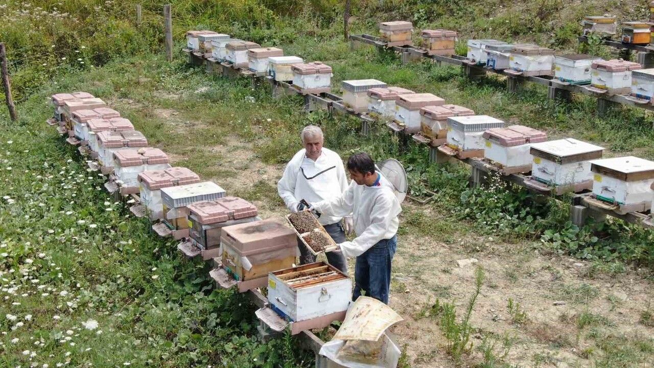 Yenice ıhlamur balı AB tarafından coğrafi işaretle tescillendi — Türkiye'nin AB nezdindeki 43. ürünü