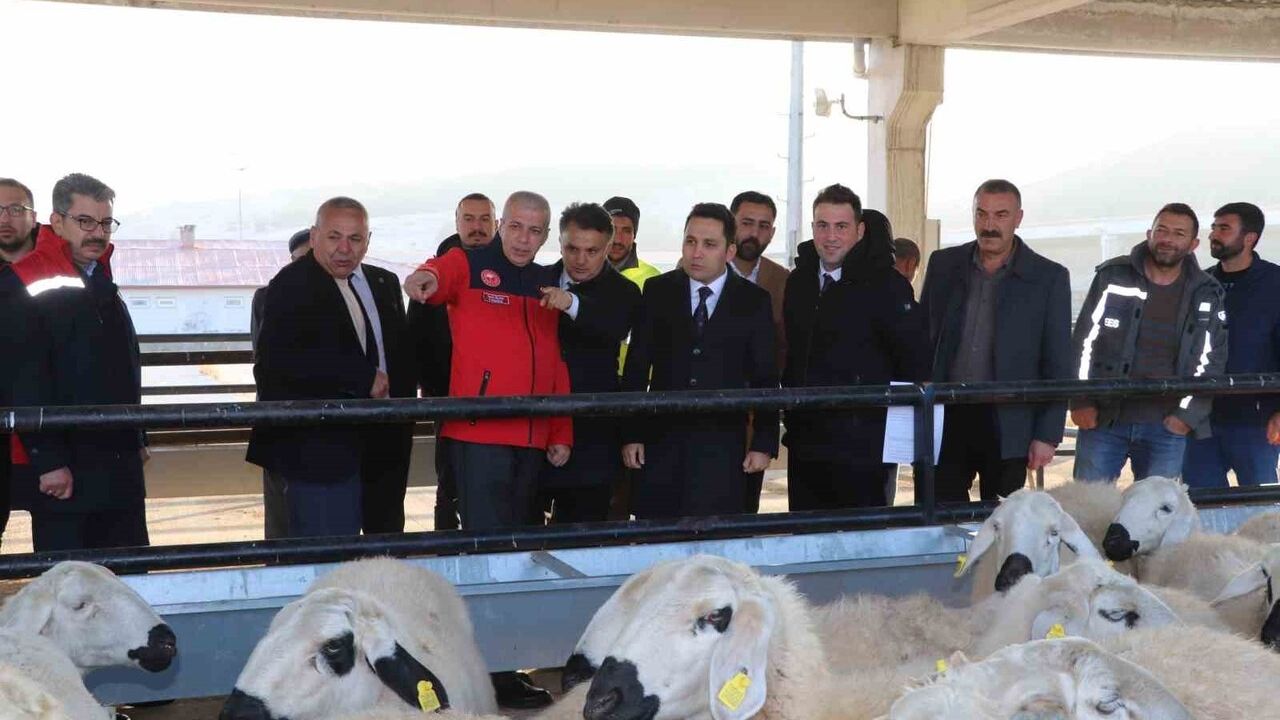 Yıldızeli'nde hane başına 50 koyun ve 2 koç dağıtımı gerçekleştirildi