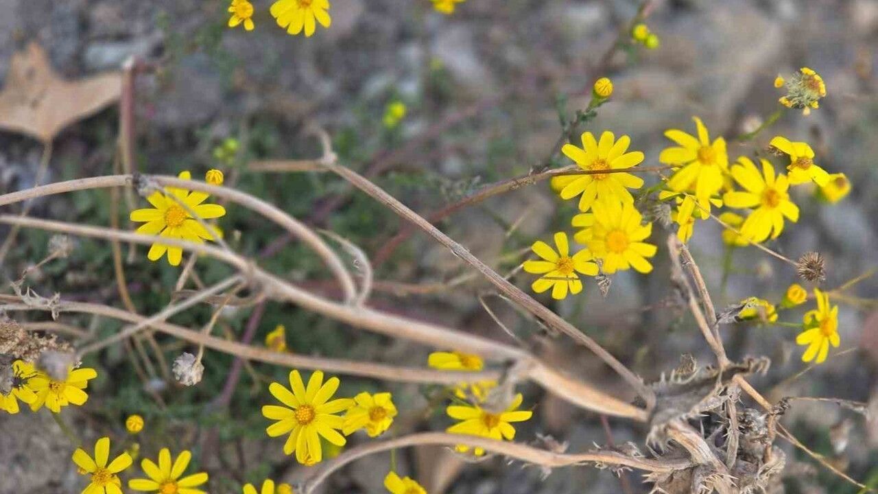 Yozgat Araplı’da Kasım Sonunda 'Kanarya Otu' Erken Çiçek Açtı