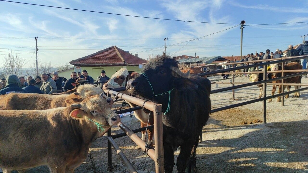 Yozgat Çekerek’te 2 ay sonra canlı hayvan pazarı yeniden açıldı