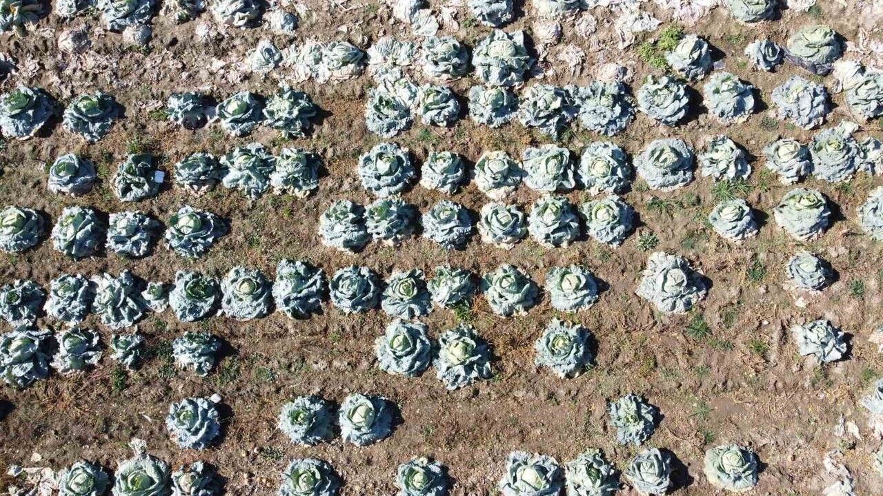 Yozgat Sorgun'da 30 Yıldır Lahana Üretimi: Baba ve Oğul Aracısız, Organik Ürün Sunuyor