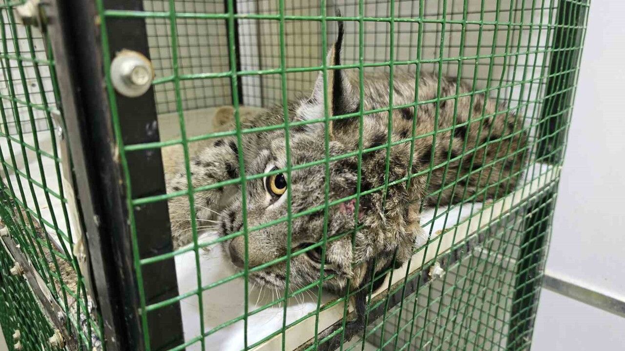 Yozgat’ta Aracın Çarptığı Vaşak, İlk Müdahalenin Ardından Milli Parklar Ekiplerine Teslim Edildi