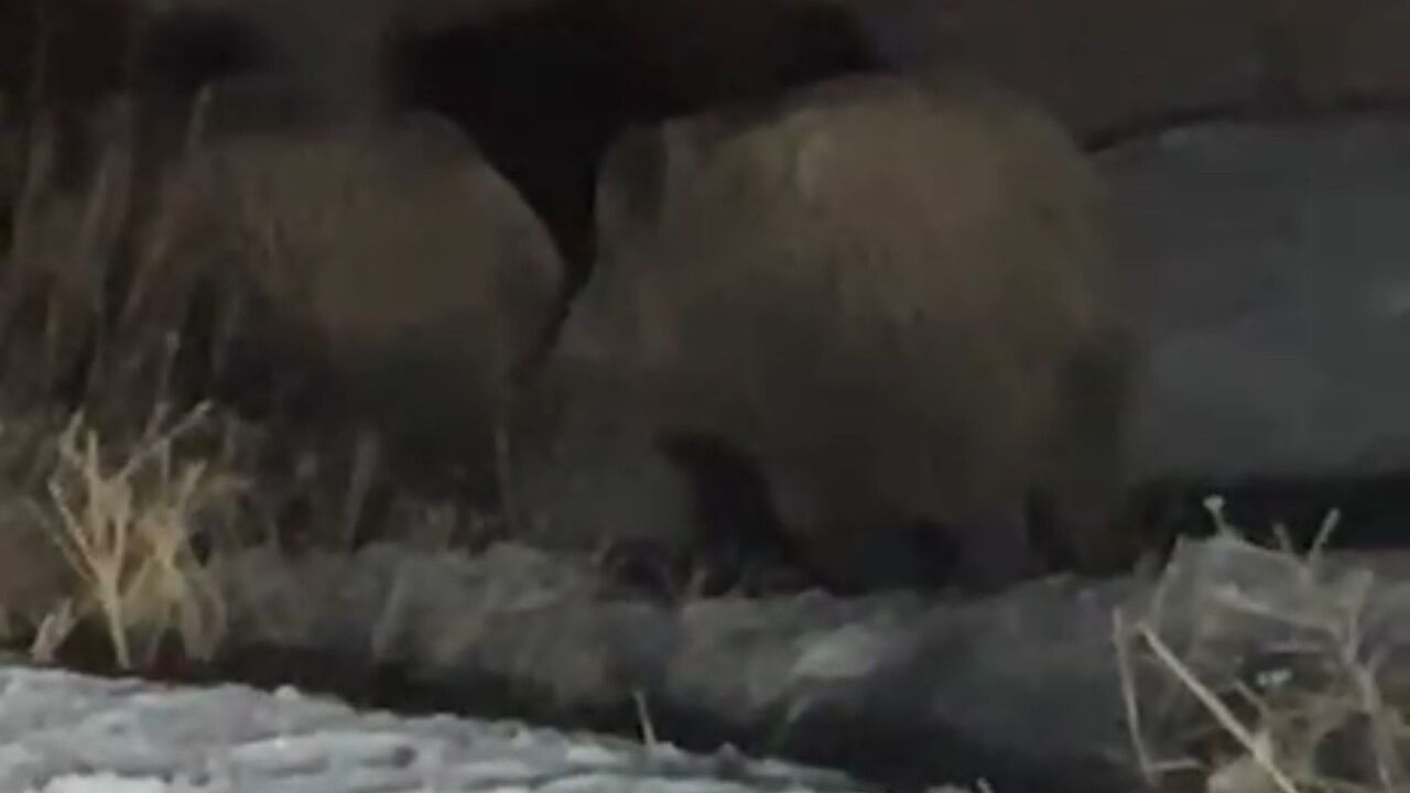 Yüksekova'da ana caddeye inen yaban domuzları kısa süreli risk oluşturdu