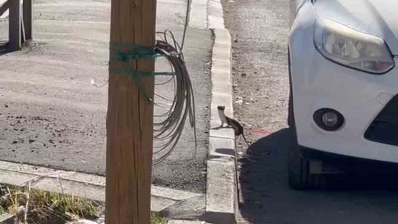 Yüksekova'da Nadir Görülen Beyaz Gelincik İlçe Merkezinde Görüntülendi